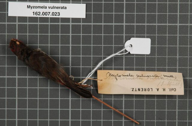 Black-breasted Myzomela