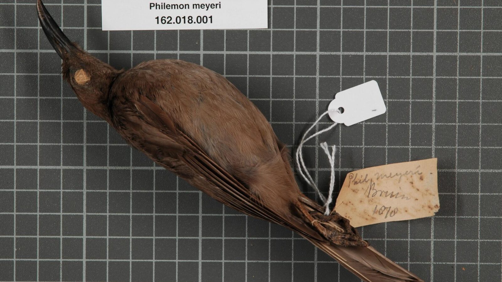 Meyer’s Friarbird