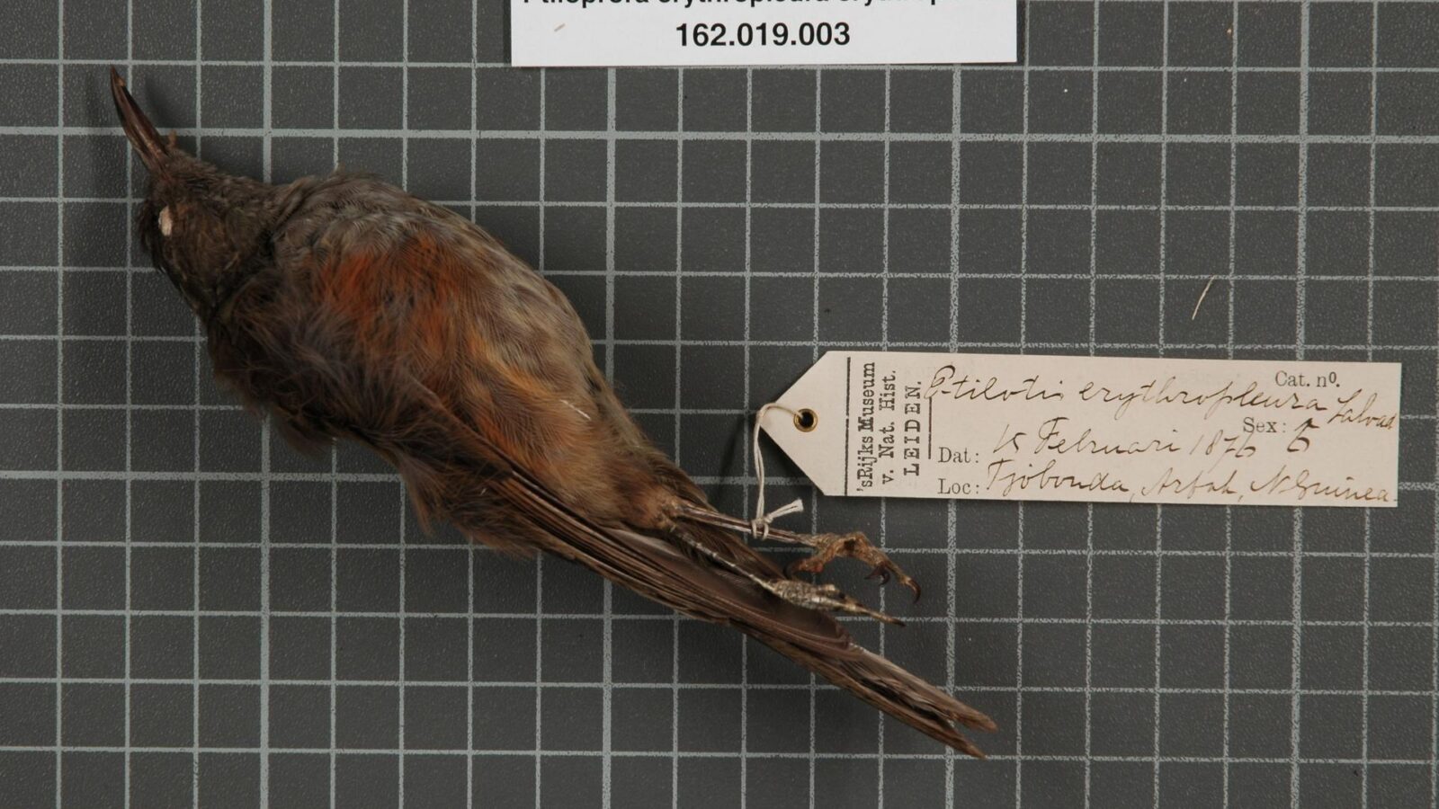 Rufous-sided Honeyeater