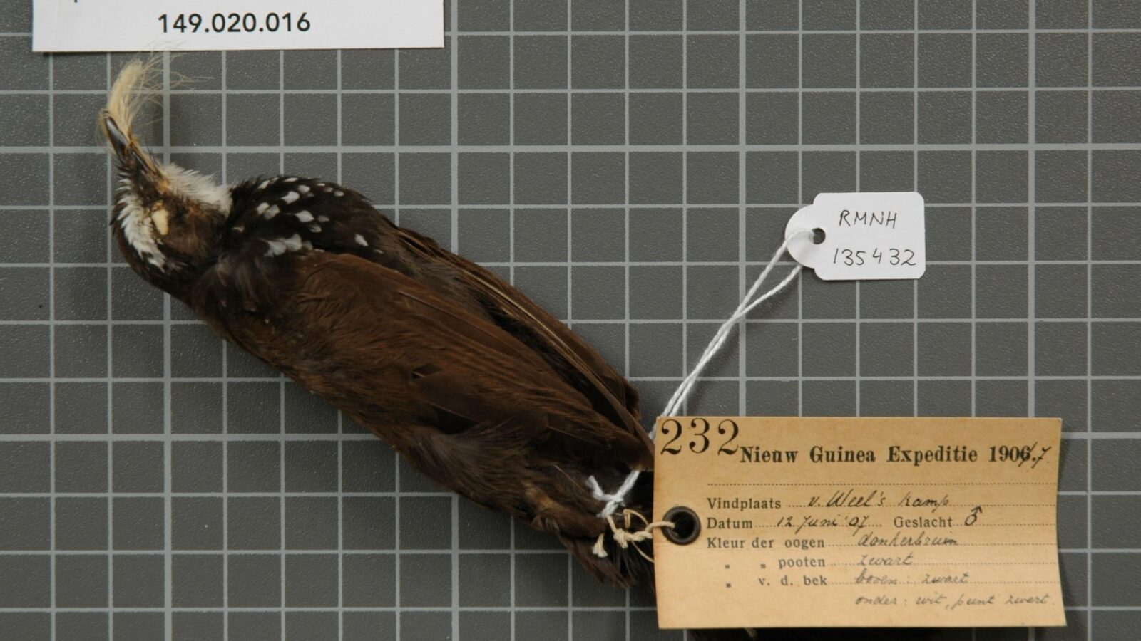 Sooty Thicket Fantail