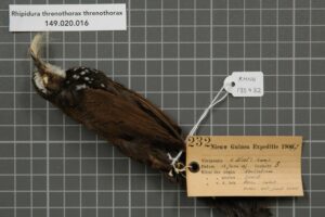 Sooty Thicket Fantail