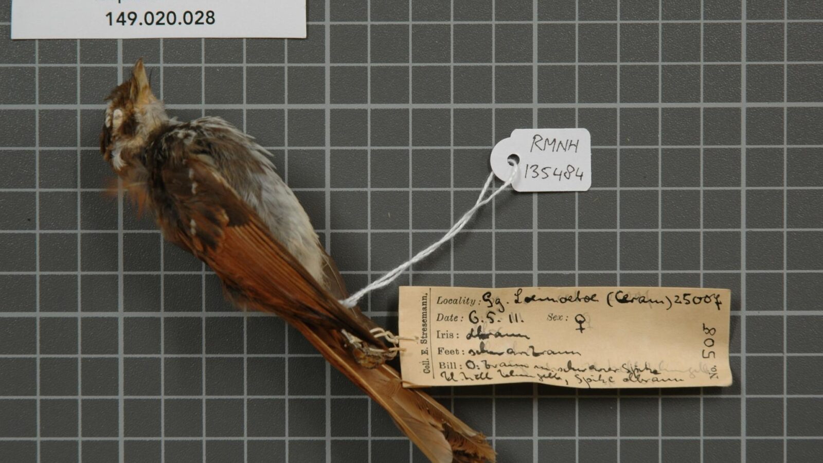 Streak-breasted Fantail