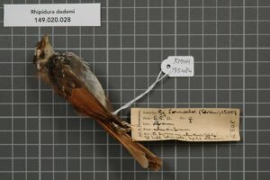 Streak-breasted Fantail