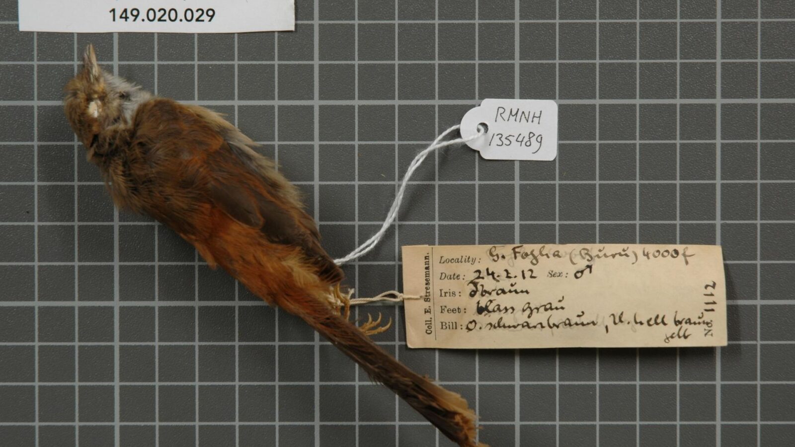Tawny-backed Fantail