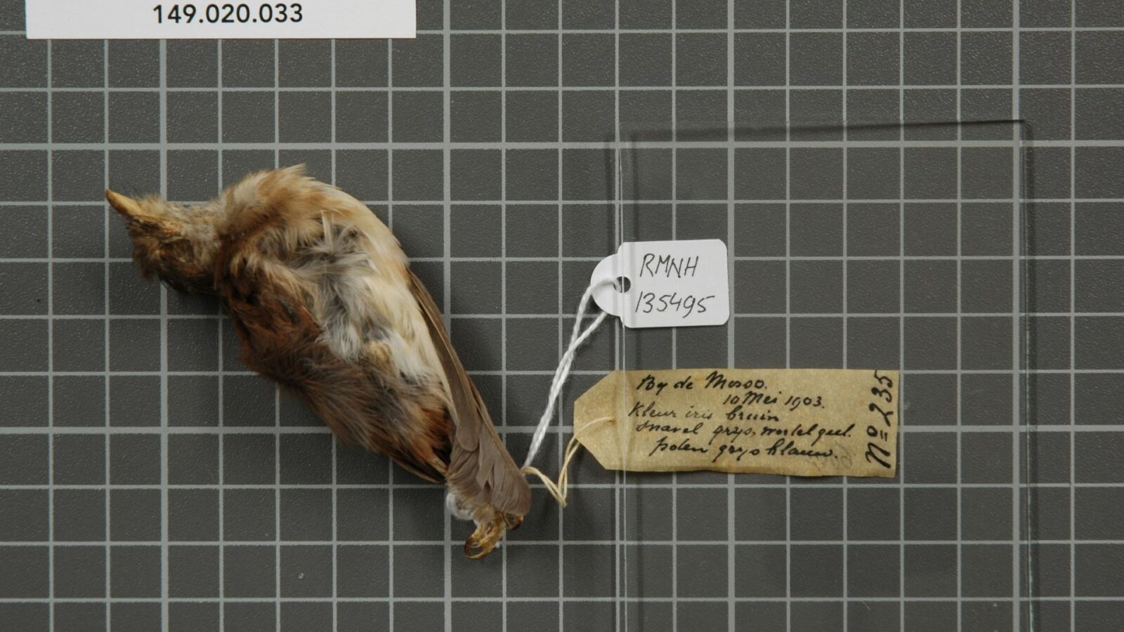 Rufous-backed Fantail