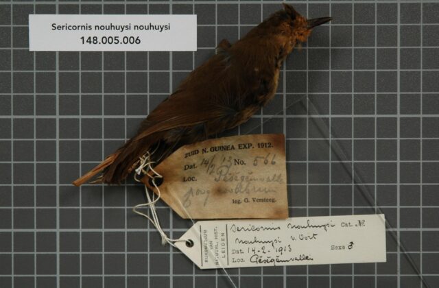 Large Scrubwren