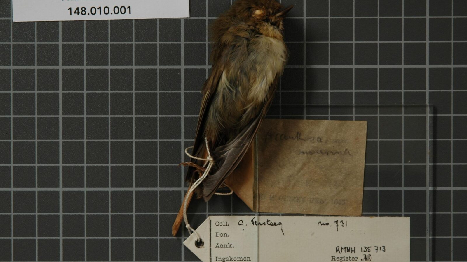 New Guinea Thornbill