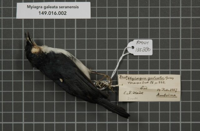 Moluccan Flycatcher