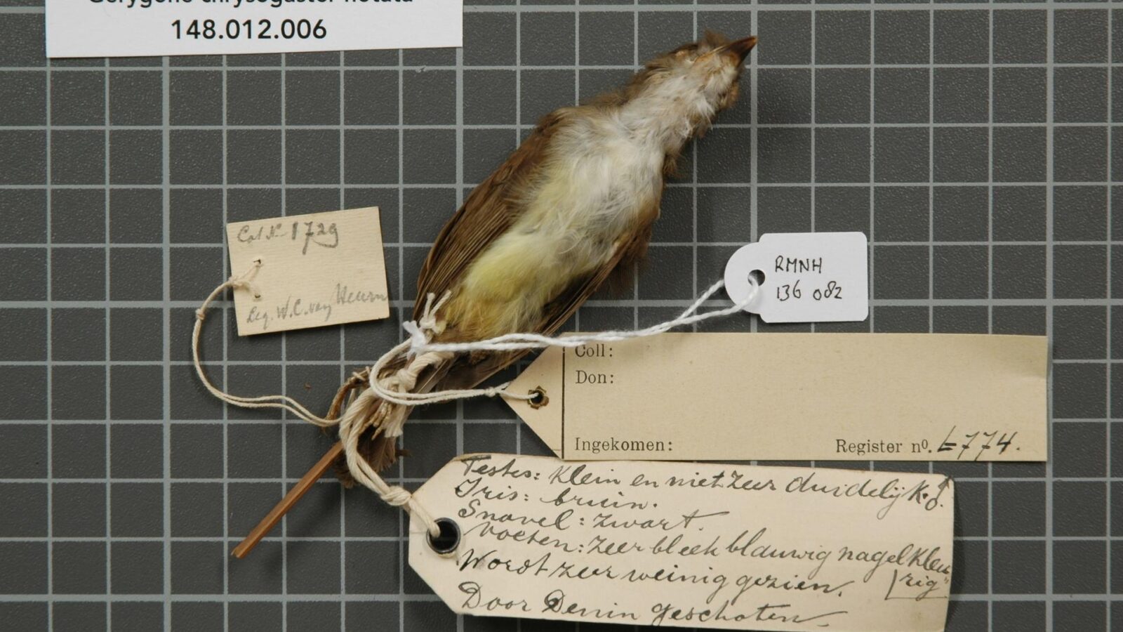 Yellow-bellied Gerygone