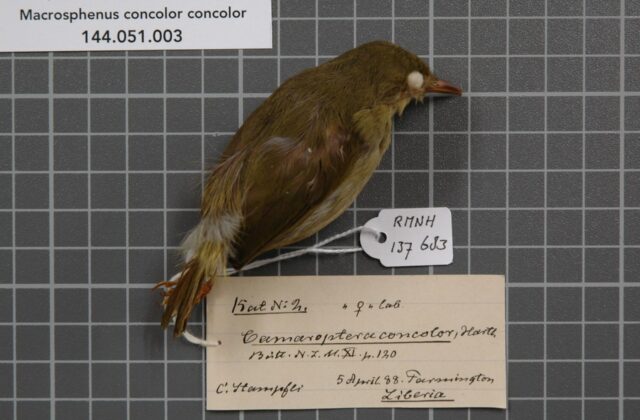 Grey Longbill
