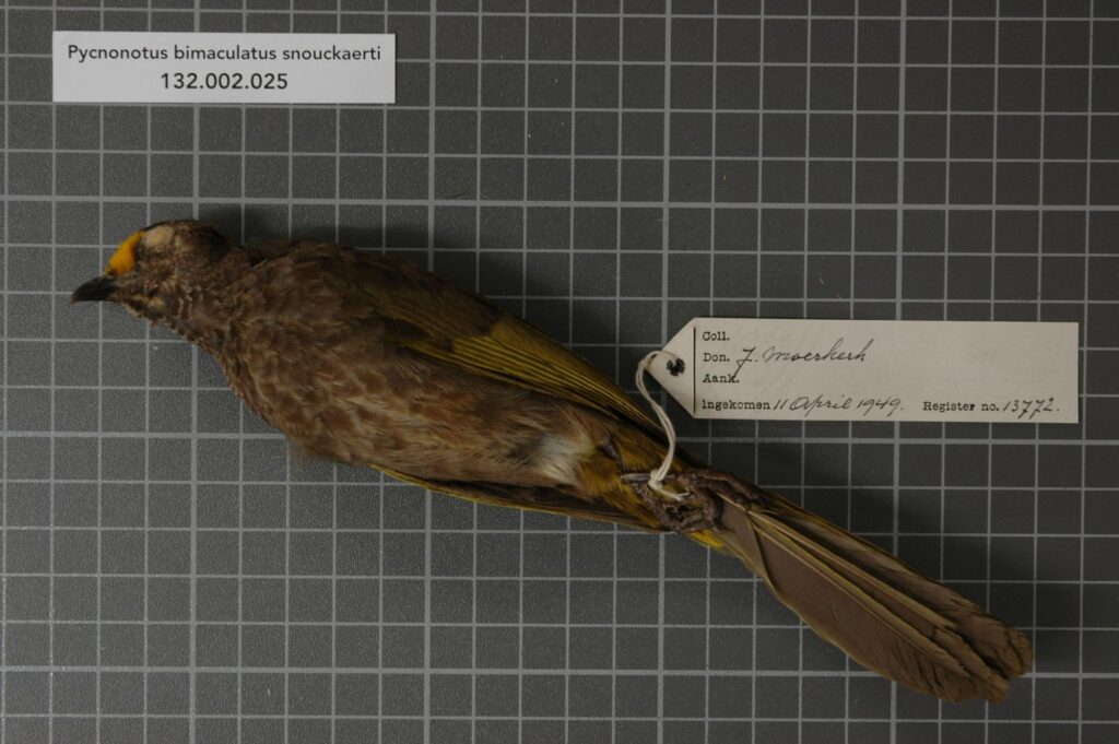 Aceh Bulbul