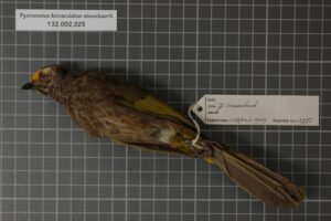 Aceh Bulbul