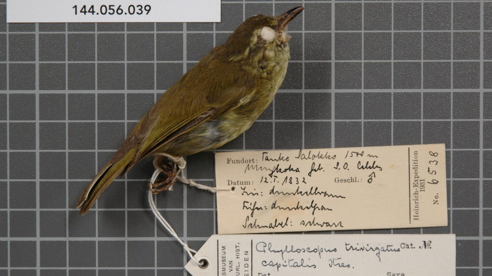 Sulawesi Leaf Warbler