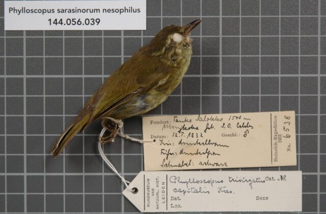Sulawesi Leaf Warbler