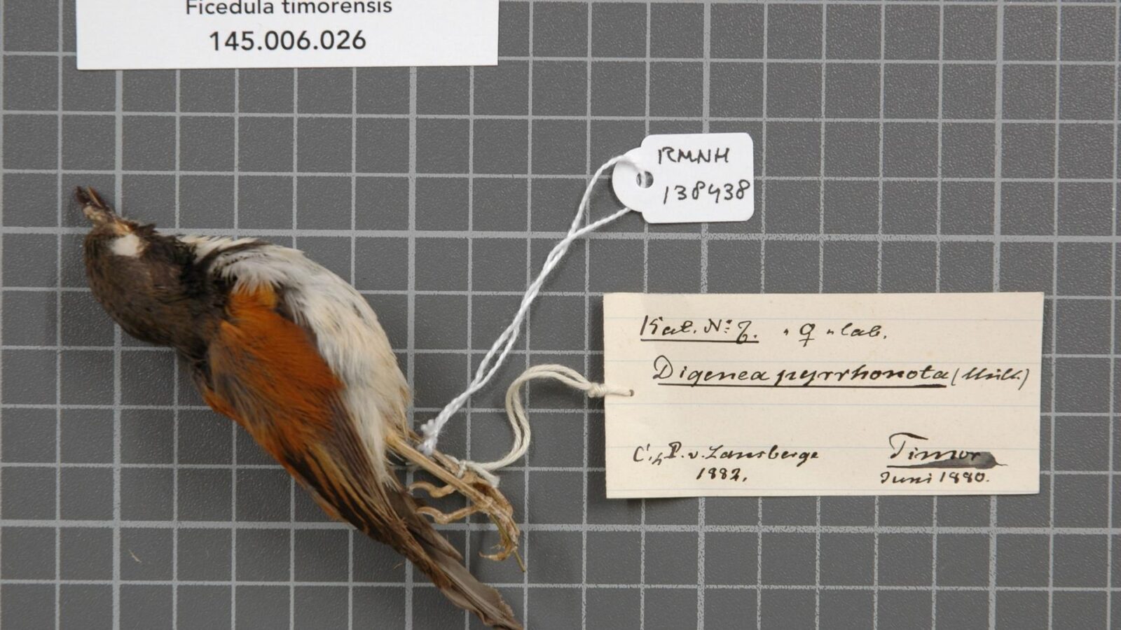 Black-banded Flycatcher