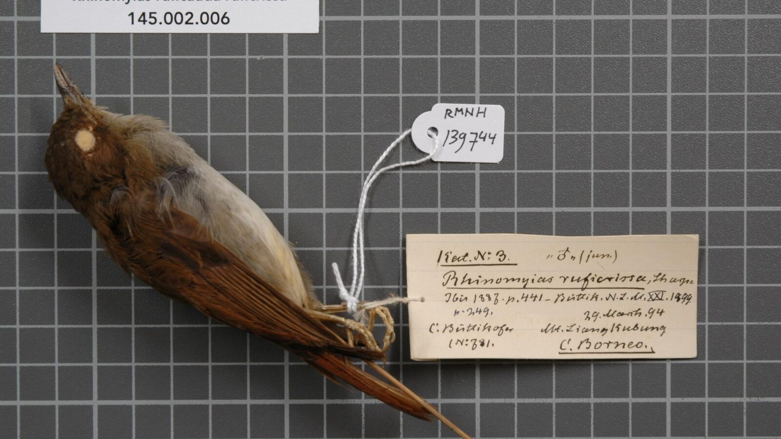 Crocker Jungle Flycatcher