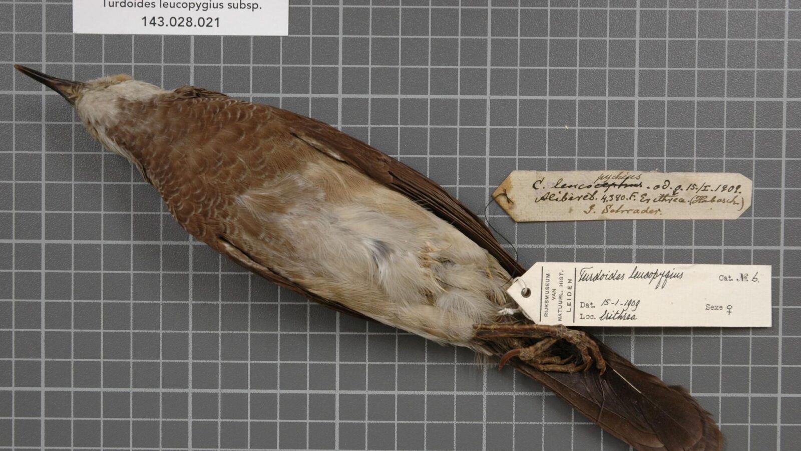 White-rumped Babbler
