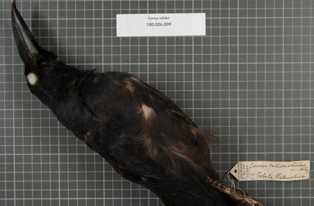 Long-billed Crow