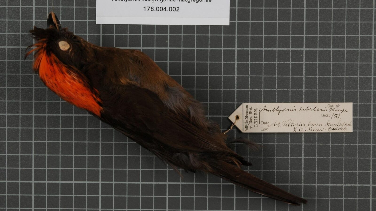 MacGregor’s Bowerbird