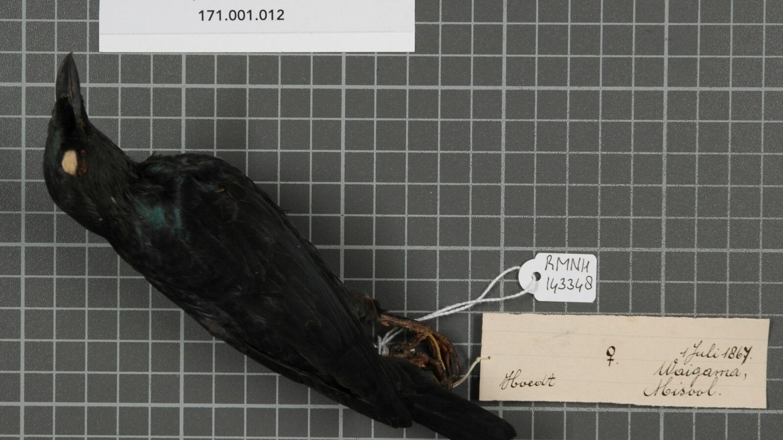 Singing Starling