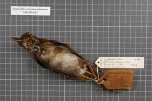 Greater Ground Robin