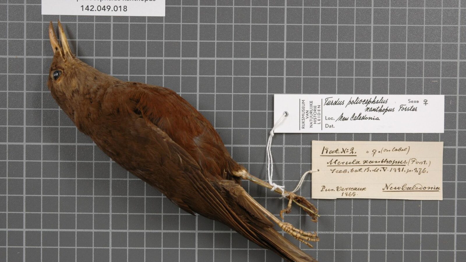 New Caledonian Island Thrush