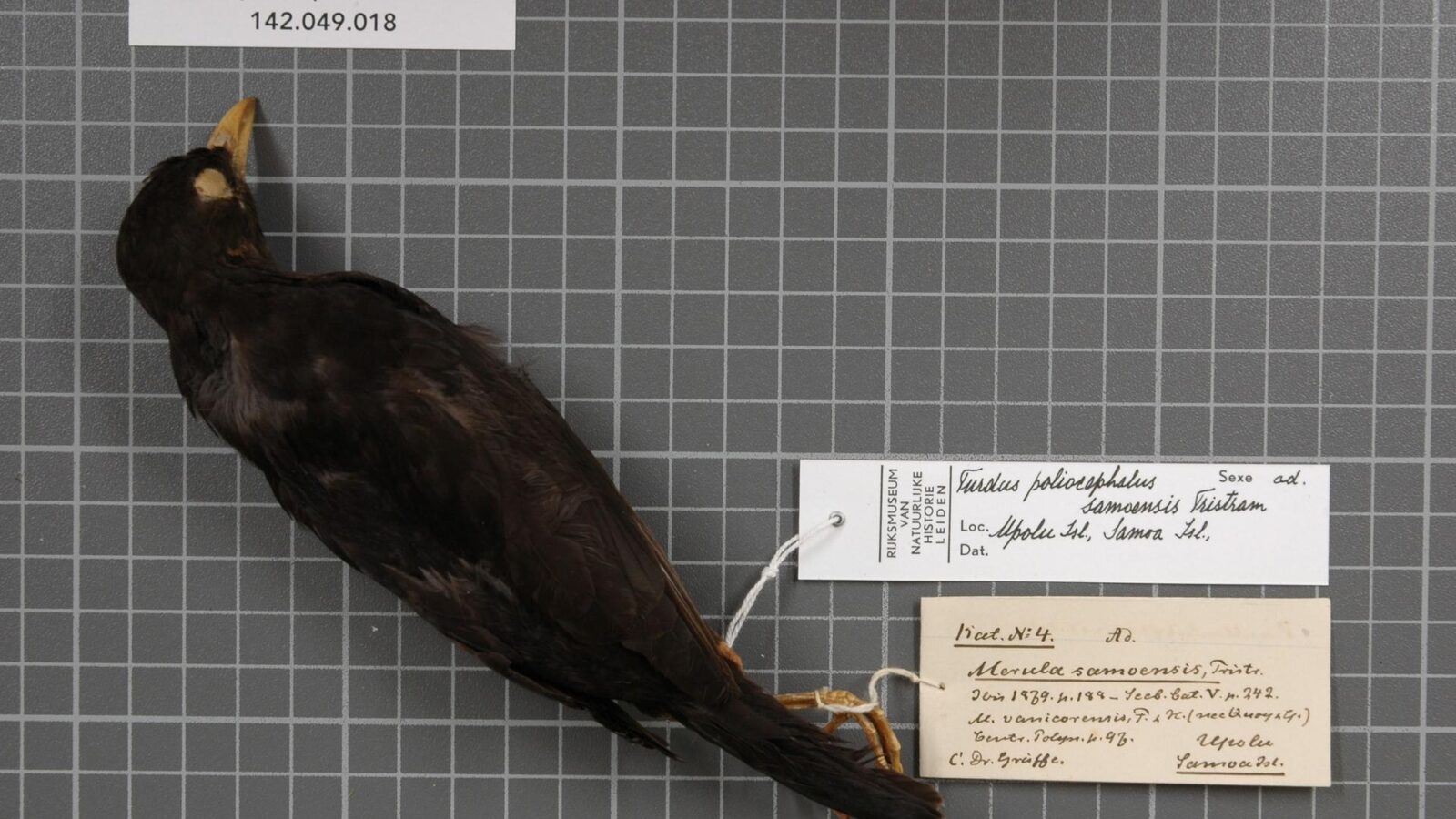 Samoan Island Thrush