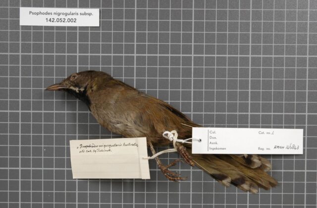Western Whipbird