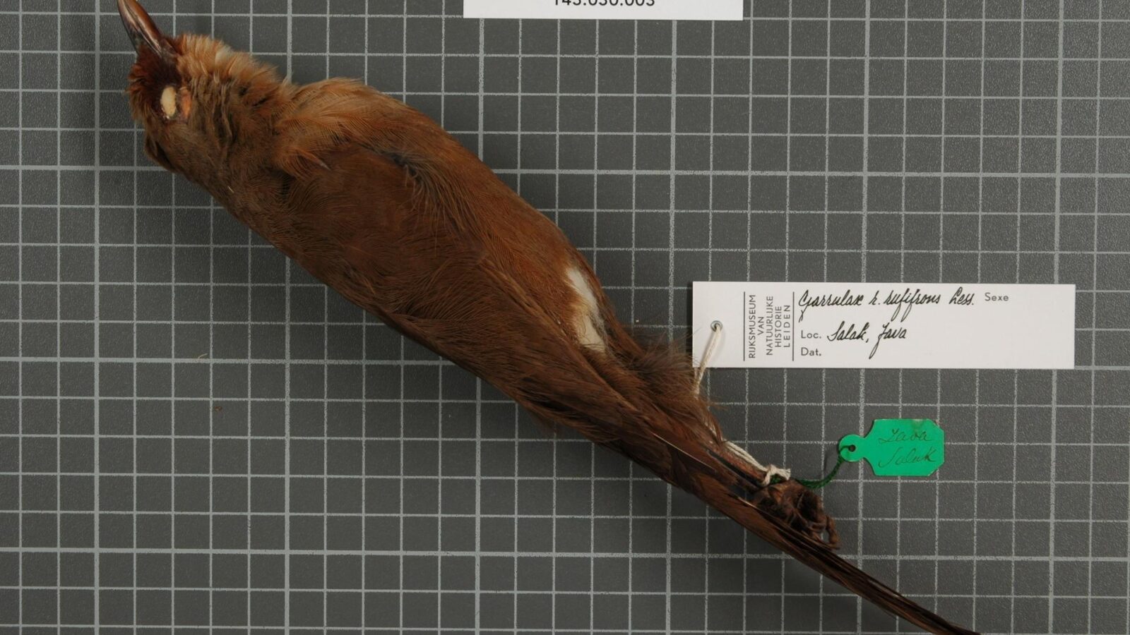 Rufous-fronted Laughingthrush