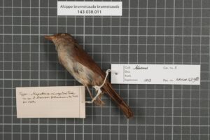 Brown Fulvetta