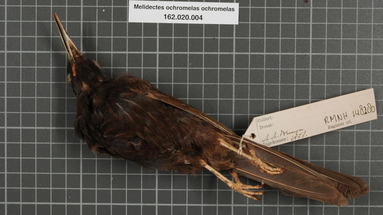 Cinnamon-browed Melidectes