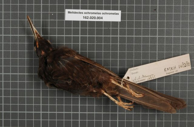 Cinnamon-browed Melidectes