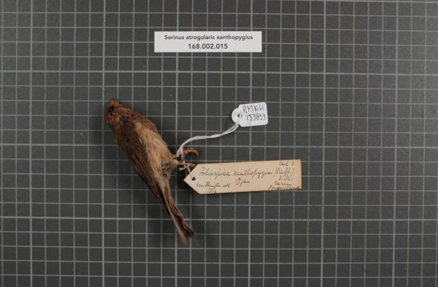 Yellow-rumped Seedeater