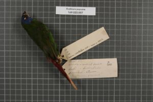 Papuan Parrotfinch