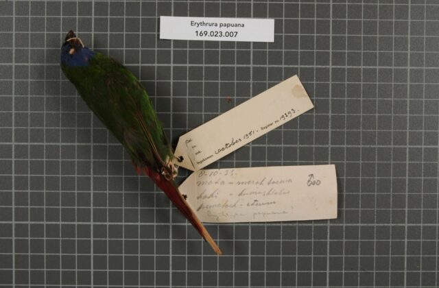 Papuan Parrotfinch