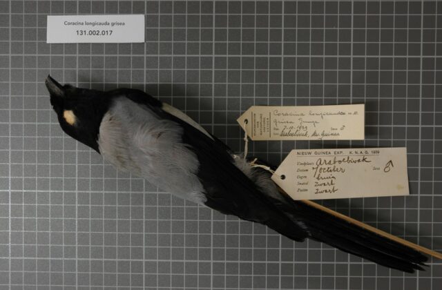 Hooded Cuckooshrike