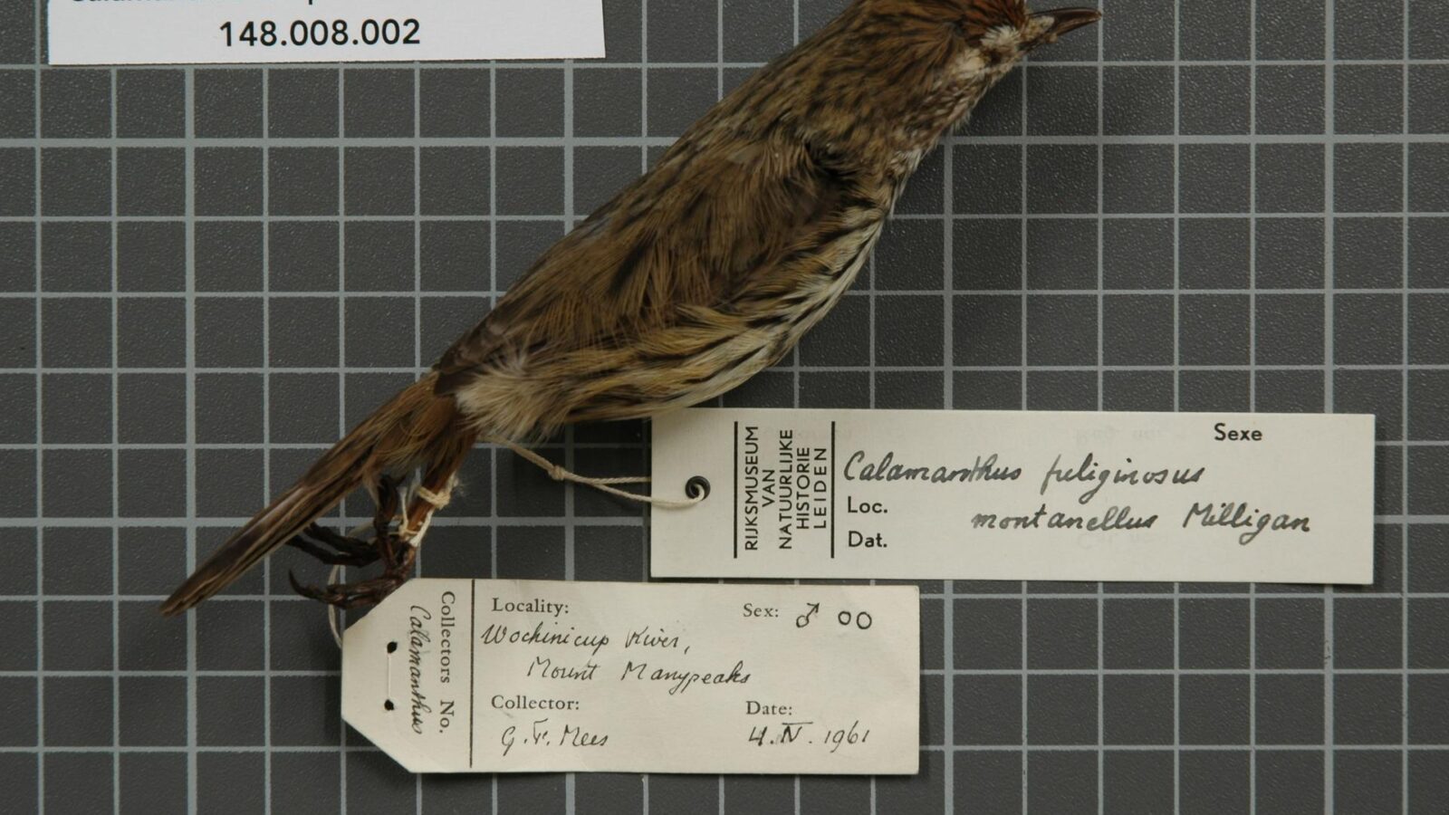 Western Fieldwren