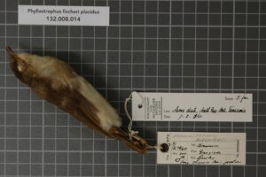 Fischer’s Greenbul