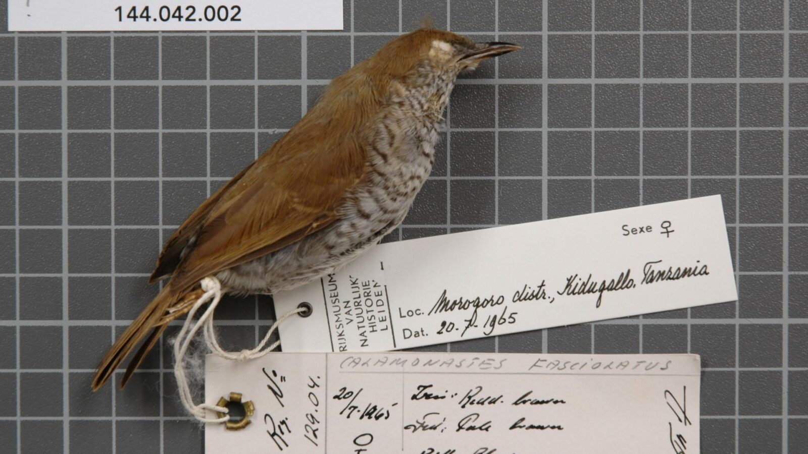 Stierling’s Wren-Warbler