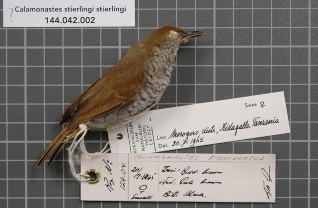 Stierling’s Wren-Warbler