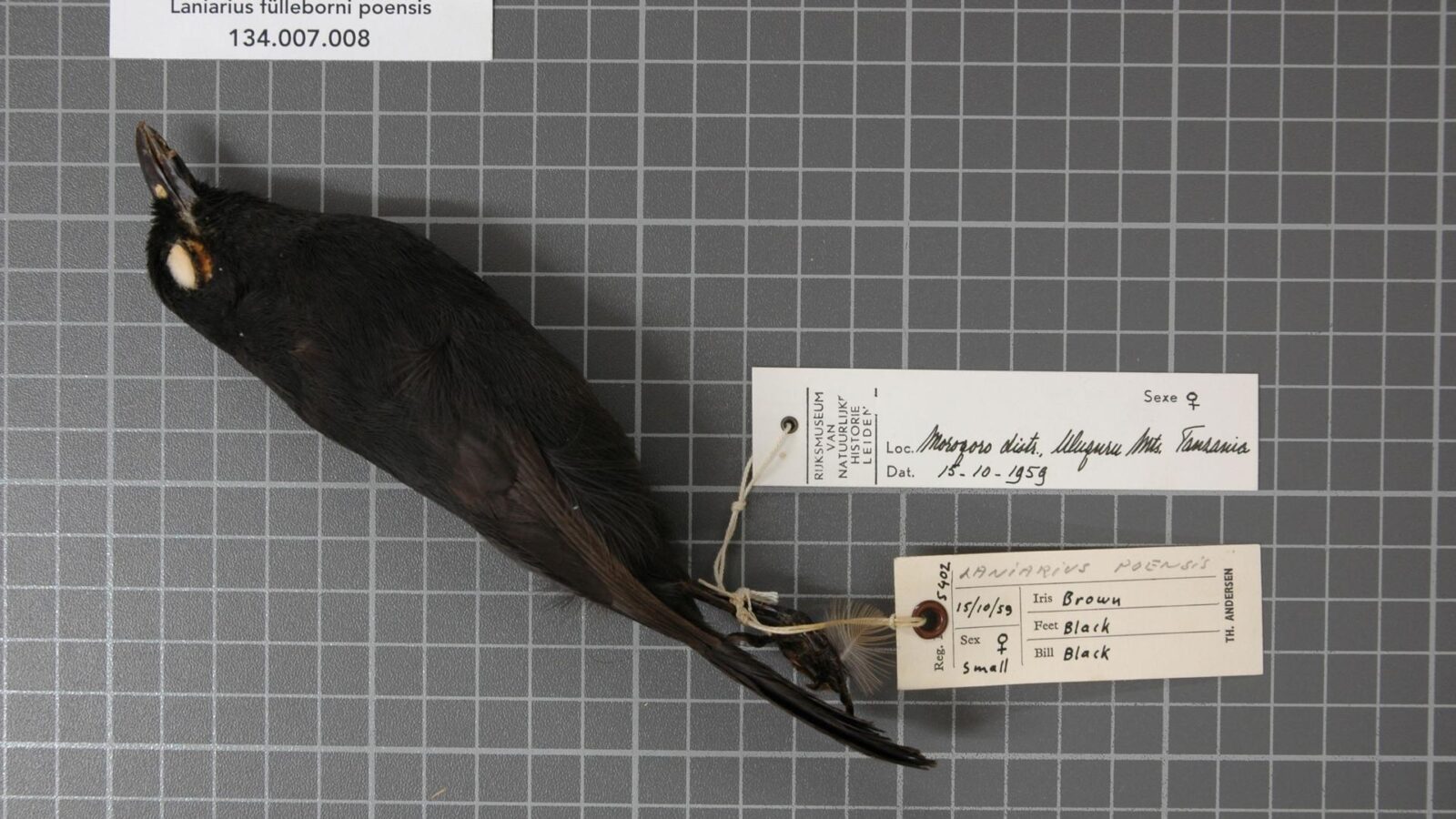 Mountain Sooty Boubou