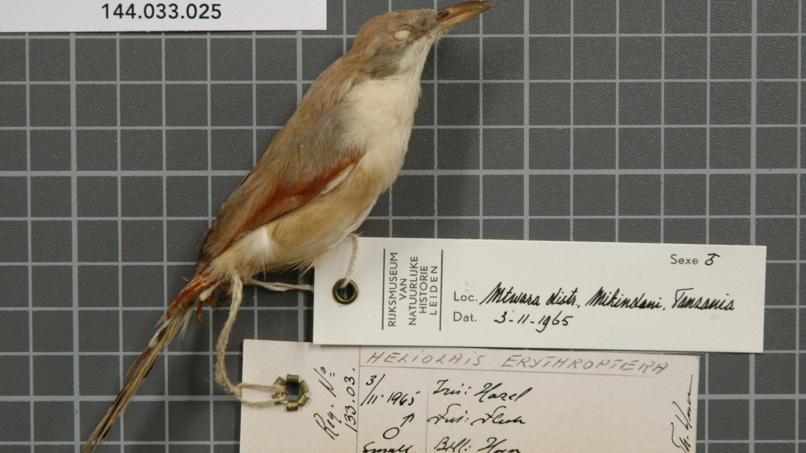 Red-winged Prinia