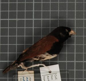 Black-breasted Mannikin