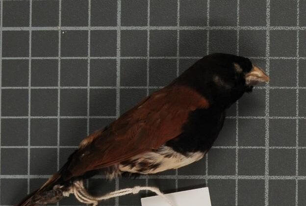 Black-breasted Mannikin