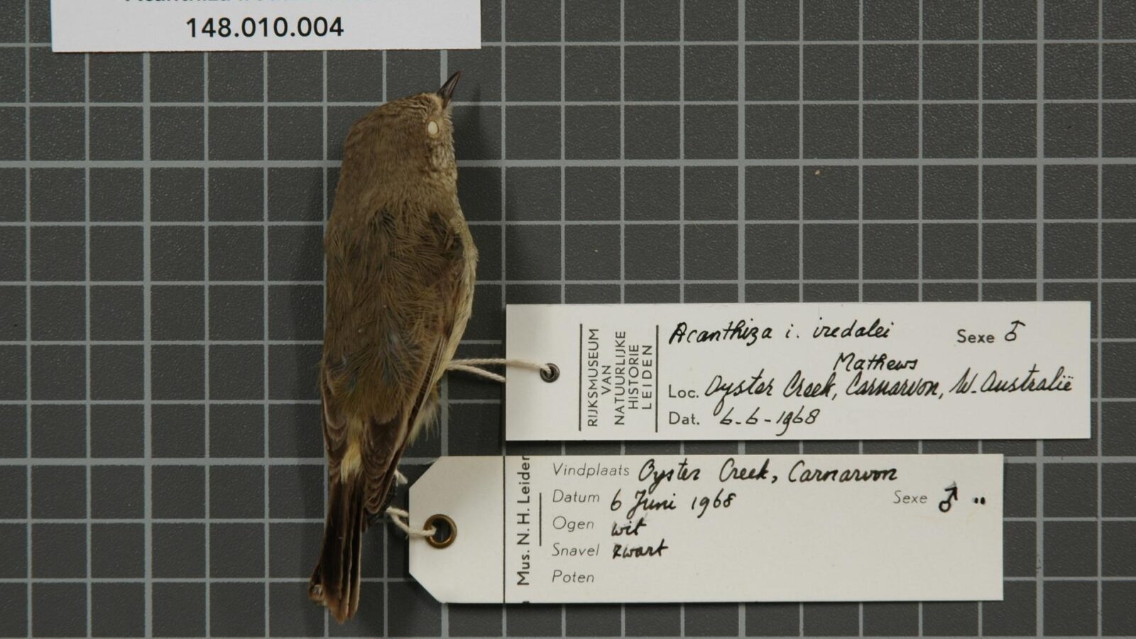 Slender-billed Thornbill
