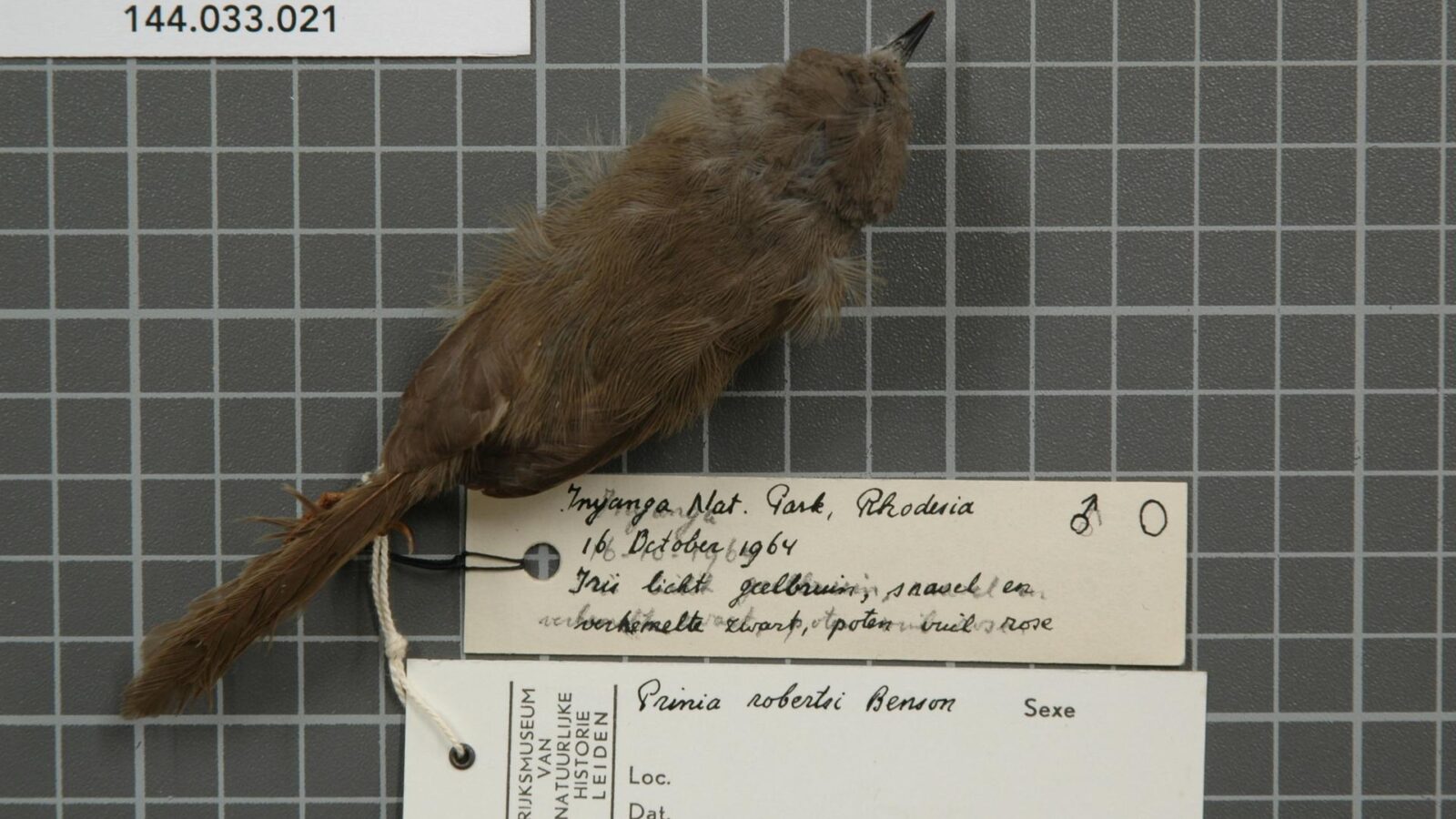 Roberts’s Warbler