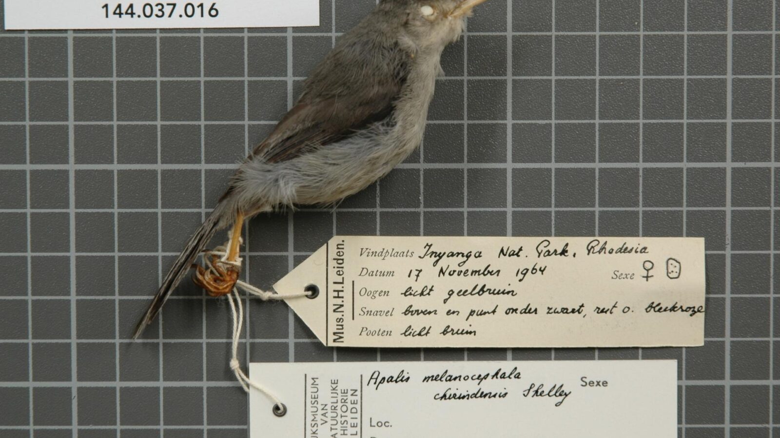 Chirinda Apalis