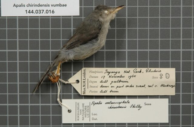 Chirinda Apalis