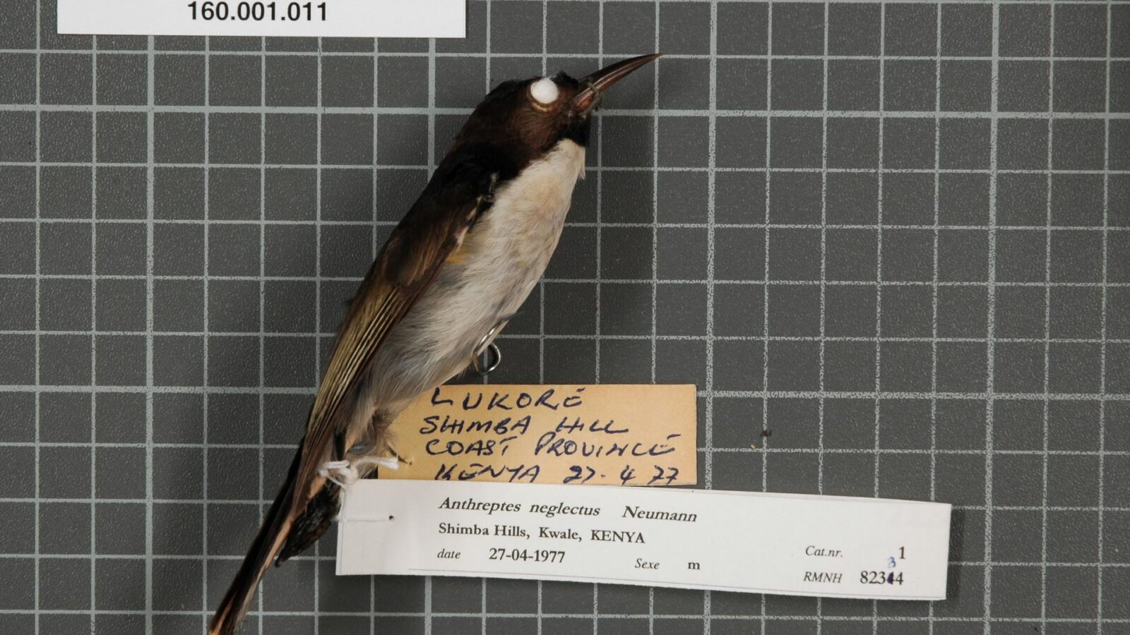 Uluguru Violet-backed Sunbird