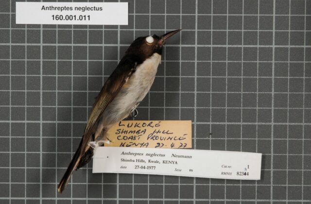 Uluguru Violet-backed Sunbird